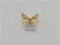 藏品(尺蛾248)的圖片